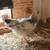 Pullets 2 thumbnail