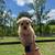 Westiepoo puppies 3 thumbnail