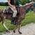 Registered Missouri Foxtrotter Stallion 2 thumbnail