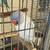 breeding parrots 1 thumbnail