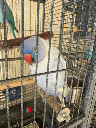 breeding parrots 1