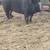 Berkshire hogs 1 thumbnail