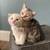 Scottish kittens 7 thumbnail