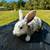 Harlequin bunnies 2 thumbnail