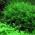 subwassertang moss healthy aquarium plant 4 thumbnail