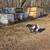 Nigerian dwarf goats 6 thumbnail