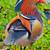 Mandarin Duck Hatching Eggs Fertile Rare White Colored and split 21 thumbnail