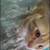 Have you seen this lost orange tabby? 1 thumbnail