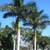 Cuban Royal palms ///// Roystonea regia 2 thumbnail