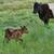 Cows 3 thumbnail