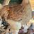 30+ blue salmon Brahma pullets 5 roos 1 thumbnail