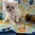 Beautiful Persian kitten 3 thumbnail
