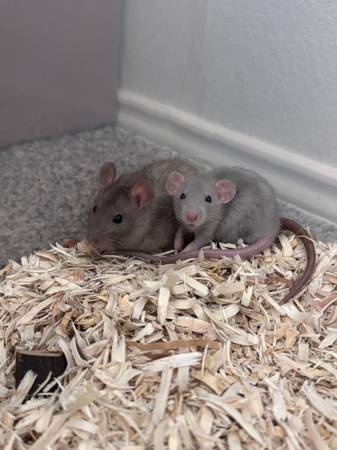 Ratas de compañía (Killeen)