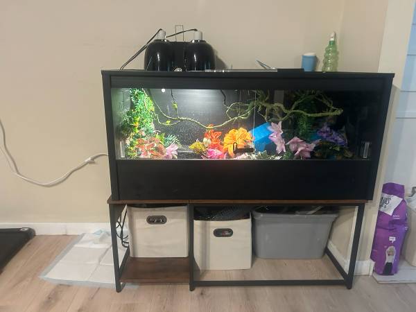 9 month old 2 ft ball python with supplies 1