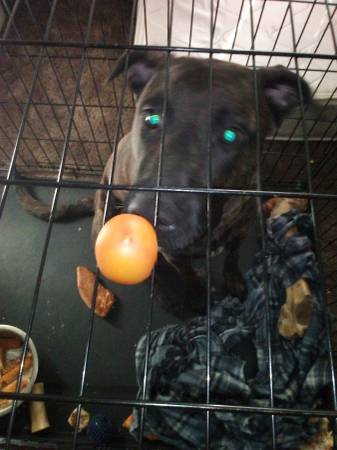 Free dog 1