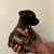 Puppy 4 thumbnail