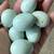 Celadon quail 2 thumbnail