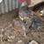6 month old Blue Copper Marans 2 thumbnail