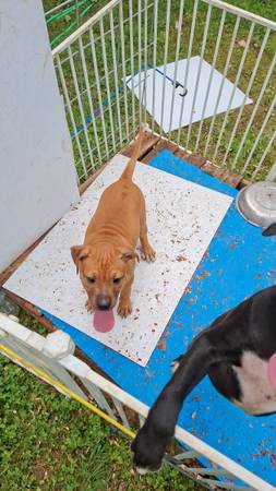 Pitbull  pup (Indianapolis)549424682102968324