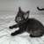 Kittens 21 thumbnail