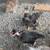 Bantam Turkens 2 thumbnail