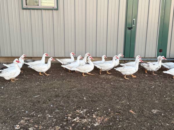 Muscovy Ducks 1