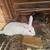 Rabbits 2 thumbnail