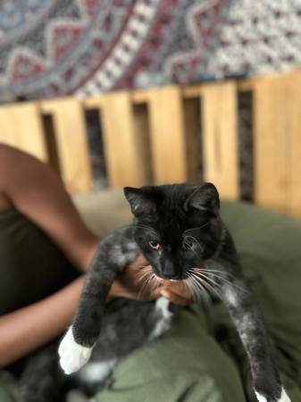 4 month kitten (Sacramento)63679359446785121