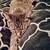 Lost cat 2 thumbnail