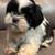 Shih tzu puppies 1 thumbnail