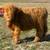 Mini Cattle 16 thumbnail