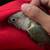 Cinnamon turquoise Conure 2 thumbnail