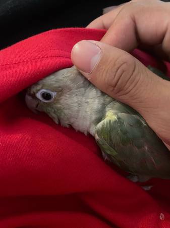 Cinnamon turquoise Conure (San Diego)64038278756994121