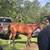 Gelding 17 thumbnail