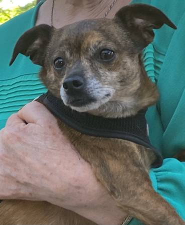 Missing Brindle Chiweenie (mill valley)64141782756355124