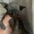Sphynx kittens 3 thumbnail