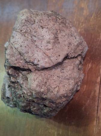 Petrified  bird beak 1