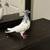Pigeon sell 6 thumbnail