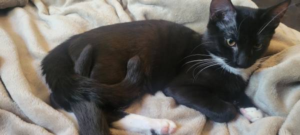 gatos esmoquin necesitan nuevo hogar (Boise)63348640256257121