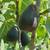 Fresh Grown Fruit, Vegetables & Olive Oil 2 thumbnail