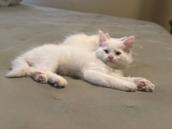 Gatos Persa/Himalaya (McAllen)64148953290113122
