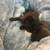 Kittens to good homes 16 thumbnail
