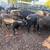 Bred cows 16 thumbnail