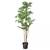 Weeping Fig Tree 2 thumbnail