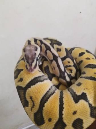 Pastel ball python (Jacksonville)63682104639747120