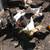 Chickens  Laying Hens 3 thumbnail