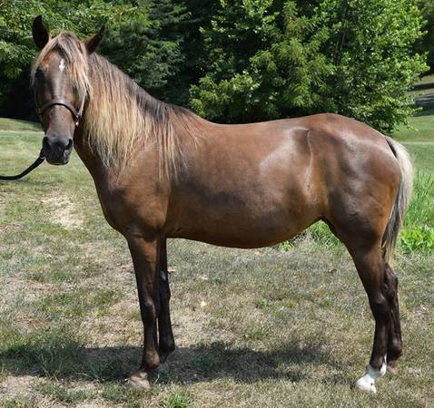 CRYSTAL– 10 YEARS OLD SORREL ROCKY MTN MARE 1