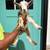 Nigerian Dwarf Goats 9 thumbnail