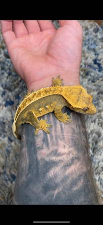 Crested gecko (Reisterstown)64002388967554120