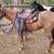 3 Year Old Red Roan Paso Fino Gelding 1 thumbnail